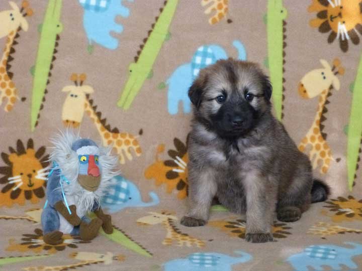 chinook puppy
